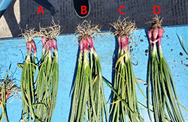 Photo of Experiment Results? width=