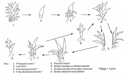 stage1cycle