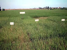 Solt-tolerance Rice