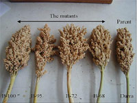 Mutant sorghum (Indonesia)