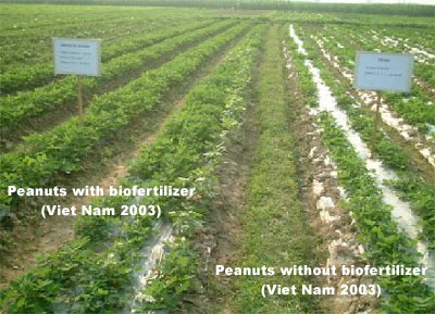 Biofertilizer