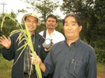 ベトナムの陸稲品種