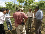 Grape farm